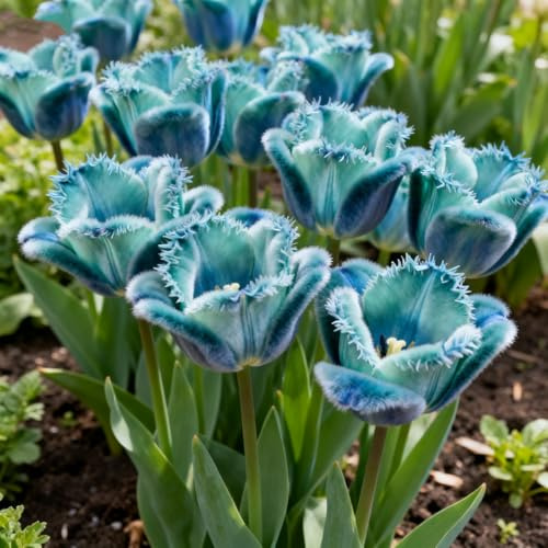 Leicht Anbaubare Mehrjährige Tulpen/Tulpenzwiebeln für den Außenbereich sind trockenheitsresistent und sonnenbeständig und daher pflegeleicht-6Rhizome-A