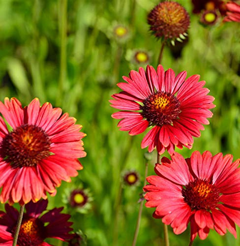 Korkadenblume Burgunder - Gaillardia aristata - lebende Gartenpflanze aus den Baumschulen