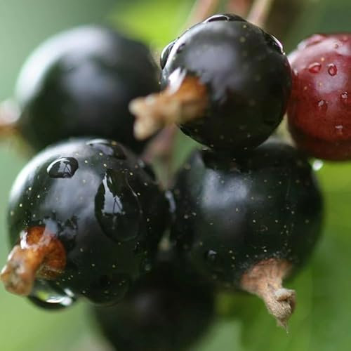 Plant Theory Blackcurrant Ben Connan Fruit Bush Ribes Fruiting Shrub Plant Bare Root