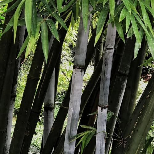 bambus steingartenpflanzen winterhart deko büro winterharte kübelpflanzen bambuspflanze gartenpflanze gartenkräuter gartensamen zimmerpflanze kräutergarten hochbeete für garten 350samen