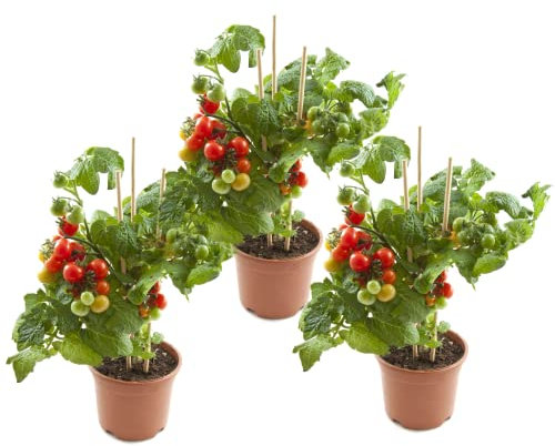 Plantas de Tomates - Pack 3 Unidades - Tomateras Plantas Naturales