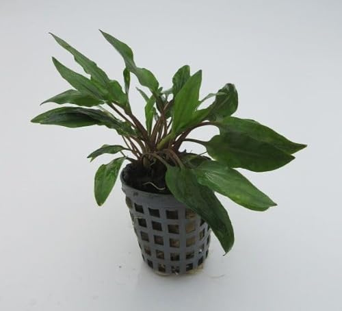 florari Cryptocoryne becketti petchii/Petchis Wasserkelch im Topf