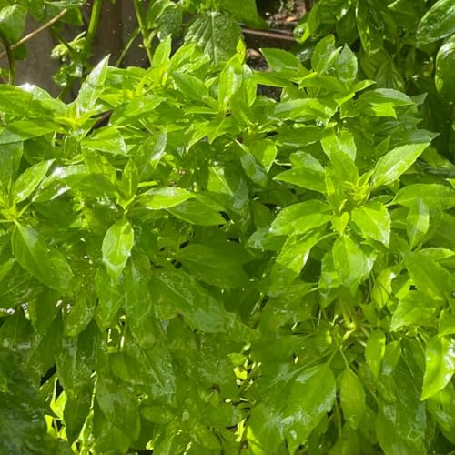 semillas de albahaca perenne resistente - jardín cobertura del suelo balcón variedades antiguas 100pcs