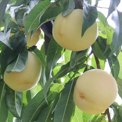 Semi di pesco, da balcone resistenti Prunus persica, semi di colonnari, esotiche resistenti all'esterno 6pcs