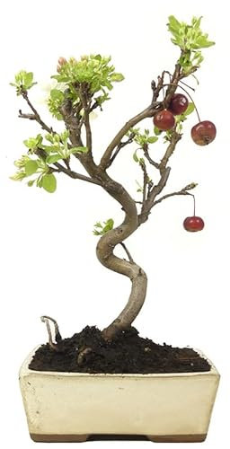 DECOALIVE Bonsái Manzano Malus Árbol con Frutos en Temporada, 8436606539019