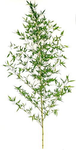 POWERS TO FLOWERS - CANNA DI BAMBOO, BAMBU' FRESCO RECISO PER ALLESTIMENTI, 3 PEZZI 200CM, pianta vera + PIANTA OMAGGIO