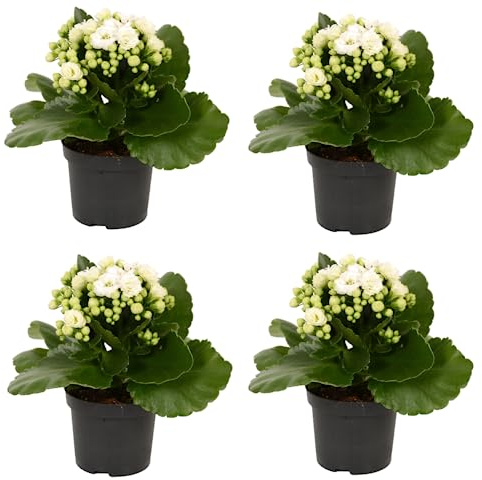 Cuatro Kalanchoe Calandiva Naturales - Plantas Ideales para Decorar Cualquier Rincón de la Casa
