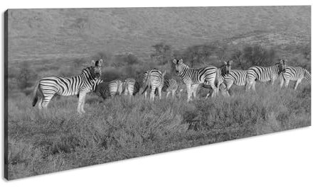 kleine Zebra Gruppe in der Savanne Panorama 80x40 cm Effekt:Schwarz/Weiß als Leinwandbild, Motiv fertig gerahmt auf Echtholzrahmen, Hochwertiger Digitaldruck mit Rahmen