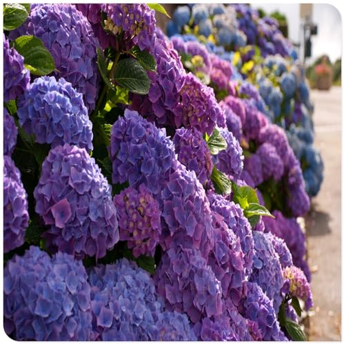 Los bulbos de hortensias de colores mixtos son resistentes al calor y fáciles de cultivar para jardines interiores y exteriores-1bulbo-E