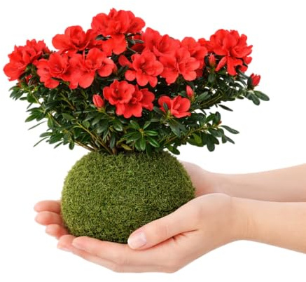 Planta Viva de Interior en Kokedama Azalea – Decoración Natural con Flor | DECOALIVE