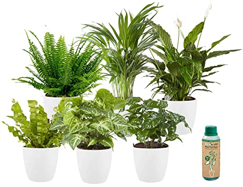 vdvelde.com - Ecoworld Grünpflanzen Zimmerpflanzen Echt - 6er Set Pflegeleicht und Luftreinigende - Wenig Licht Benötigt - Mit übertopf und Zimmerpflanzen Dünger - Topf Ø12 / Höhe 40 cm