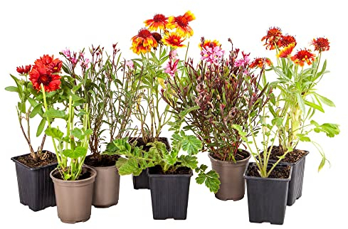 You Garden - 5 x Lucky Dip Perennial Collection in 9cm Pots - Hardy Established Plants for Gardens - Easy to Grow Perennials Hardy Mix of UK Grown Shrubs, Grasses, Herbaceous, Climbers etc