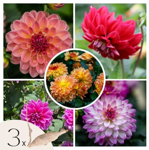 Plant in a Box - Dahlias - Set de 3 - Dahlia 'Pacific Mix' - Bulbes à fleurs - Vert