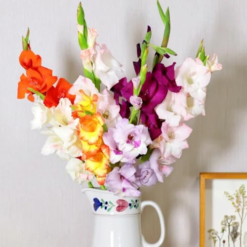 2bulbi di gladioli per luoghi soleggiati, giardino di gladiolo esotiche, autunnali, primaverili