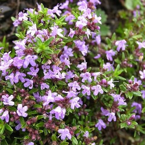 Luojuny Semillas de tomillo, 1000 Piezas Thymus Vulgaris Semillas de tomillo Silvestre Salsa de Hierbas para Hacer Especias Planta de jardín Semillas de Timo vulgaris