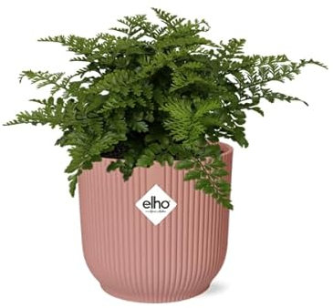 Nestfarn Asplenium Parvati – Zimmerpflanze inkl. Ziertopf Vibes Fold Rosa Ø14cm – Tropischer Farn mit dekorativen Wedeln – Pflegeleicht & luftreinigend – Für Wohnzimmer & Büro