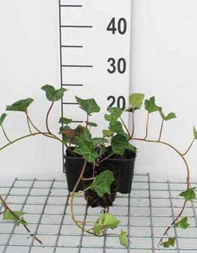 12 x Hedera hibernica - Lierre Arbustif en pot 9 x 9 cm