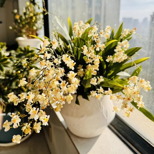 Semi di orchidea Oncidium, semi di autunnali resistenti vecchie varietà da ufficio decorazione floreale rare 80pcs