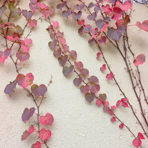 Semi di vite selvatica - da balcone prodotti sostenibili rampicanti resistenti per luoghi soleggiati esotico verdi decorazioni da giardino per esterni raro organico 50pcs