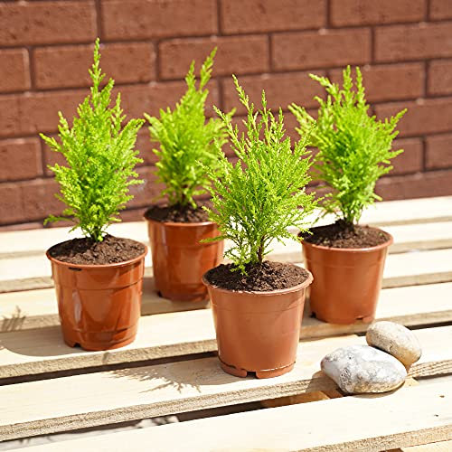 Easy Plants 4 Hardy Monterey Cypress 'Wilma' Goldcrest Lemon Scented Garden Plants in 12cm Pot