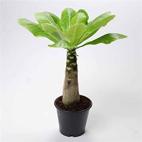 Rare - Brighamia Insignis - Hawaiian Palm - Succulent Easy Care Indoor House Plant | Height 40-45 cm | Pot Ø 12cm