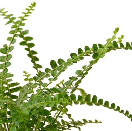 Helecho de Boston | DECOALIVE | Planta de Interior Natural | Nephrolepis Exaltata