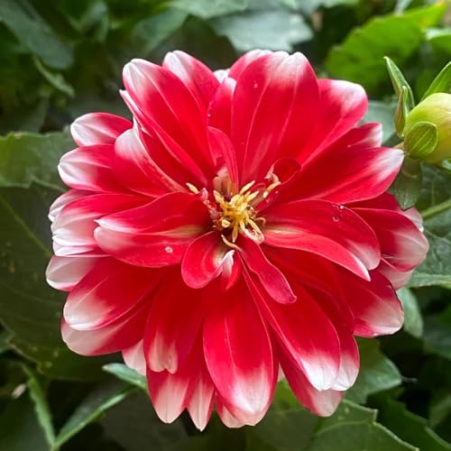 Bulbos de dalia, Los bulbos de son perennes resistentes bulbos de tempranas regalos jardin comprar 8pcs
