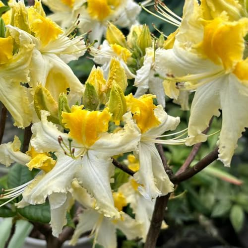 semi di rododendro - giardino, azalea decorazione del soggiorno, resistenti all'inverno per balconi appartamento esotiche, 80pcs