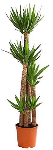 Dehner Yucca-Palme, viertriebig, ca. 170-180 cm, Ø Topf 27 cm, Zimmerpalme
