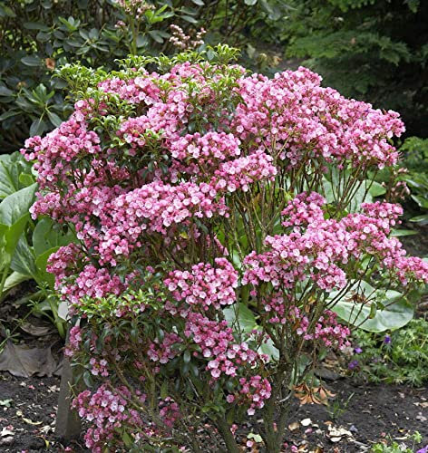 Großer Berglorbeer Little Linda 30-40cm - Kalmia latifolia - lebende Gartenpflanze aus den Baumschulen