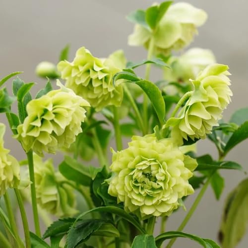 Christrose, Helleborus thibetanus, bodendecker garten geschenk stauden winterhart mehrjährig zimmerpflanzen 500Samen