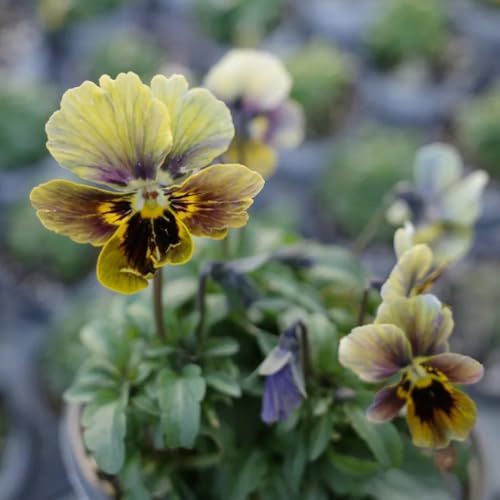 stiefmütterchen - blumensamen balkon mehrjährige stauden winterhart bodendecker winterhart mehrjährig indoor kräutergarten topfpflanze frühlingsblumen kräuterpflanzen büropflanzen 50samen