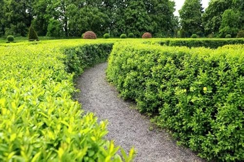 25st. Liguster Atrovirens 30-50cm reine Pflanzhöhe Heckenpflanze Ligustrum Wurzelware Gartenhecke für 10-12m Hecke% Sale%