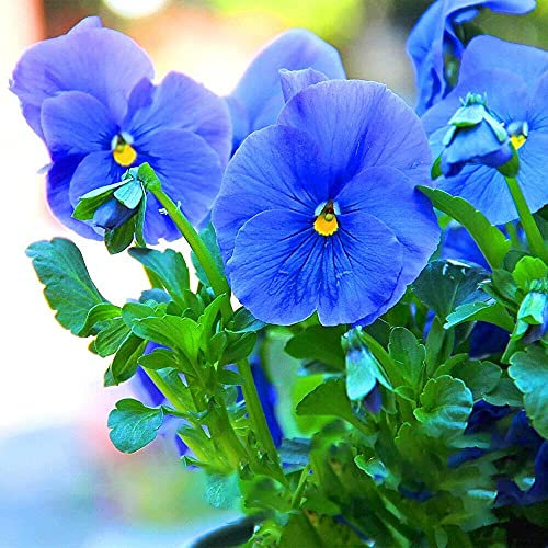 Vision4ever 140 Seeds Pansy Clear Crystal - Blue Viola wittrockiana - Bedding Flower for Planting Garden Yard Patio and Useful for Gift