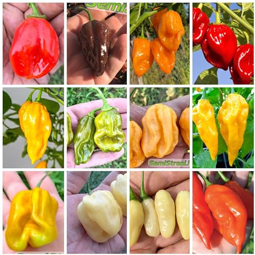 120 Graines de Piment en 12 Variétés les plus Savoureuses de Habaneros, COLLECTION HABANERO + Guide: SAVINA, FATALII, CHOCOLATE, ORANGE, MUSTARD, GREEN, PEACH, BULLET, YELLOW, MUSTARD, GIANT y MAYA