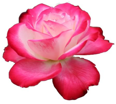 Hybrid Tea Rose Plants, 'Gaujard', 1 x Full Plant in a 5 Litre Pot, Rose Bush, Garden Ready and Ready to Plant, Premium Quality Roses