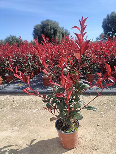 Photinia Red Robin vaso 18 70 cm siepe resistente bordura verde e rossa Vivaio Annese