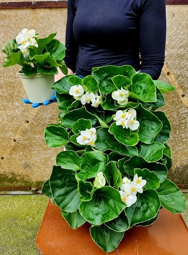 POWERS TO FLOWERS - BEGONIA BIG A FOGLIA VERDE E FIORE BIANCO, 6 PIANTE VASO 14 CM DIAMETRO, piante vere
