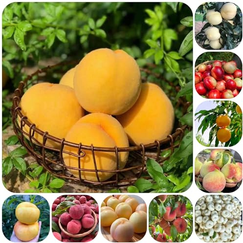 pesco, pesco per gli amanti del giardino Prunus persica sostenibili rari da colonnari da appartamento per luoghi soleggiati 15semi