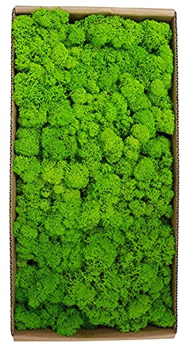 Sunydog Wall Picture with Real Moss,Konserviertes Moos Wanddekoration Echtes konserviertes Moos Keine Wartung erforderlich Natürlich konserviertes Moos für Home Wall Party Festivals Crafts Xmas Indoor