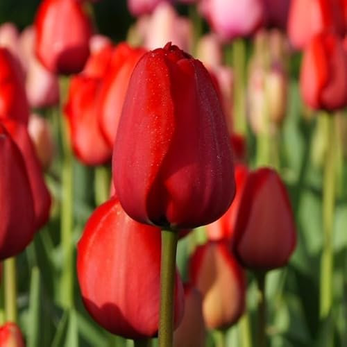 Natural Bulbs – Tulipa Red Impression 50 ST - BIO - Blumenzwiebeln winterhart mehrjährig aus Holland – Perfekt für Bienen - Tulpenzwiebeln - Frühblüher Frühlingsblumen