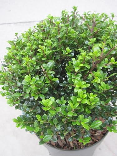 Formschnitt Berg-Ilex Glorie Dwarf Kugel - Ilex crenata - 15-20cm