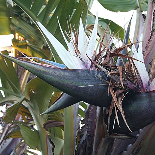 Strelitzia nicolai (pájaro blanco gigante del paraíso) - 10 semillas