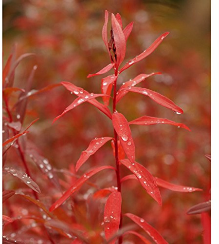 Blumixx Stauden Euphorbia palustris – Sumpfwolfsmilch, gelb blühend, winterharte Staude, robust, für Garten