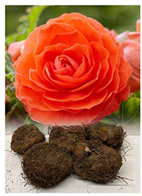 GARTHWAITE NURSERIES® : - UK Stockist : - 10 Double Orange Begonias Tuberous Bulbs/Corms for Garden & Tubs Stunning Summer Plant