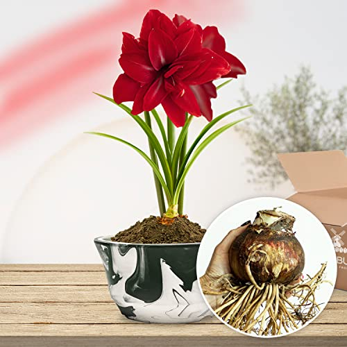 Bulbi di Amaryllis Double Dark Red - 1 bulbi fiori in grande formato 26/30 - Piante e fiori esclusivi dall'Olanda - Autentici Hippeastrum (senza semi, senza cera e non artificiali)
