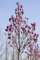 Magnolia 'Black Tulip' 80-100 cm - Magnolie, tiefrote Blüten, Blütezeit April-Mai, ideal für Solitärstellung, pflegeleicht und winterhart