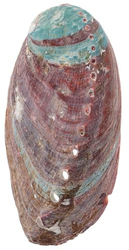 Abalone Muschelornament Natürliche Muscheldekoration für Aquarium
