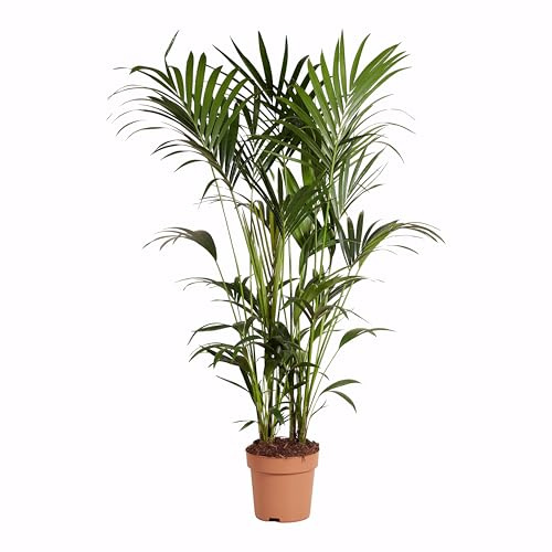 Bloomique - Howea Forsteriana - Kentia-Palme - XXL-Zimmerpflanzen - Luftreinigend - Haustierfreundlich - Höhe 150-170 cm - 27 cm Topf