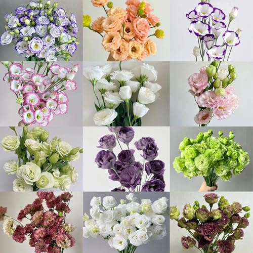 semillas de lisianthus silvestres del balcón, primavera de lisianto silvestres, lecho elevado balcón 800pcs